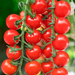 Online - Tomatoes 100g