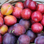 Plums (each)